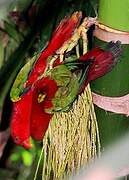 Red Lory