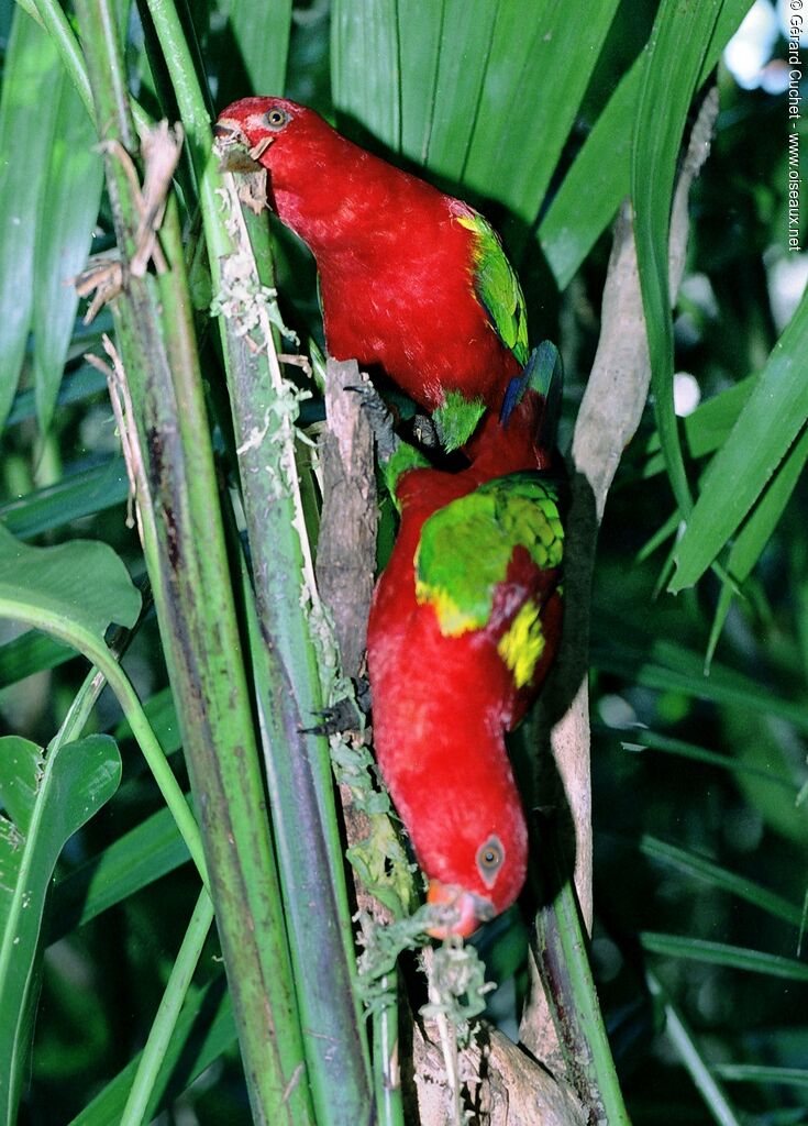 Red Lory