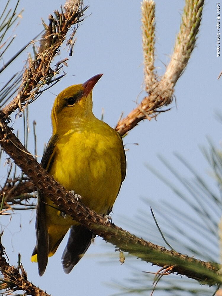 Eurasian Golden Oriole