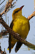 Eurasian Golden Oriole