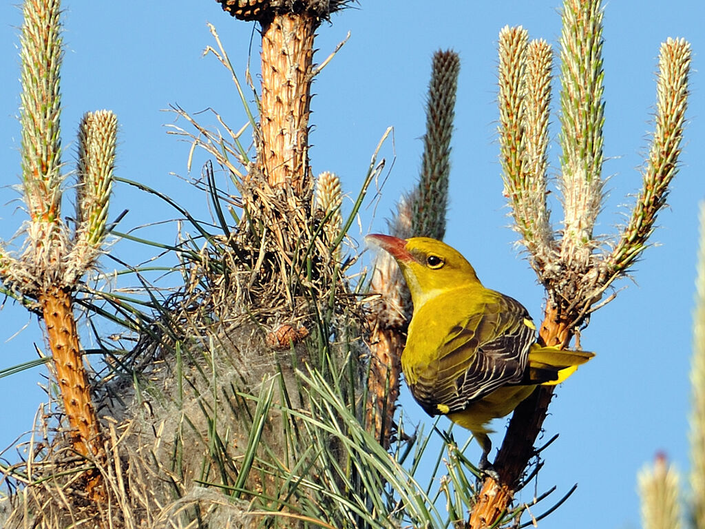 Eurasian Golden Oriole female