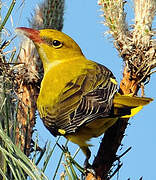 Eurasian Golden Oriole