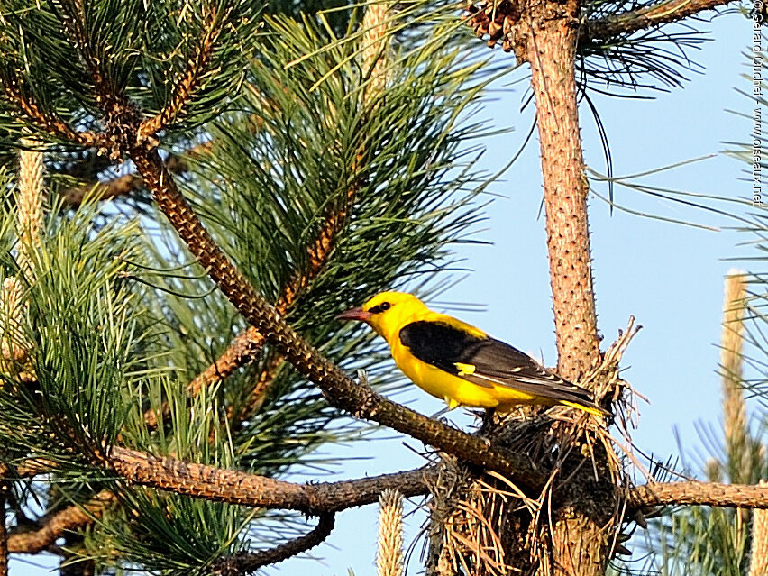 Eurasian Golden Oriole male