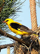 Eurasian Golden Oriole