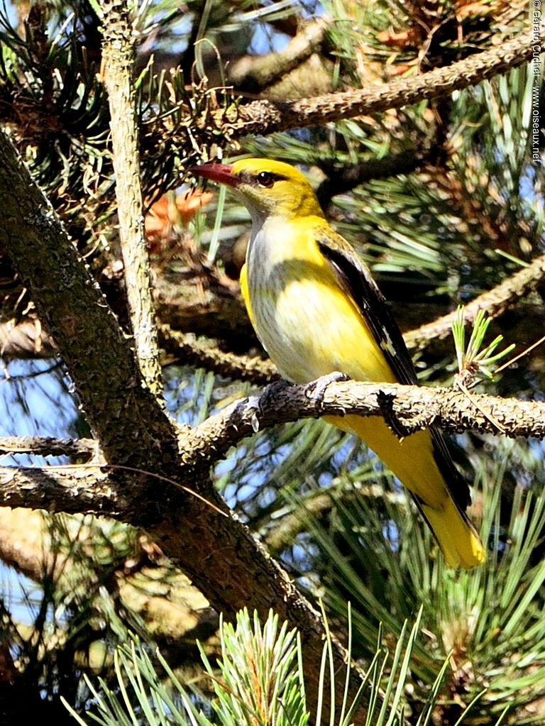 Eurasian Golden Oriole