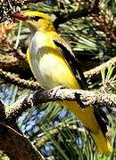 Eurasian Golden Oriole