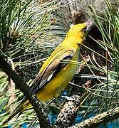 Eurasian Golden Oriole