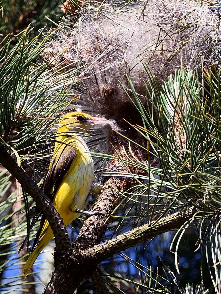 Eurasian Golden Oriole female