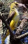 Eurasian Golden Oriole