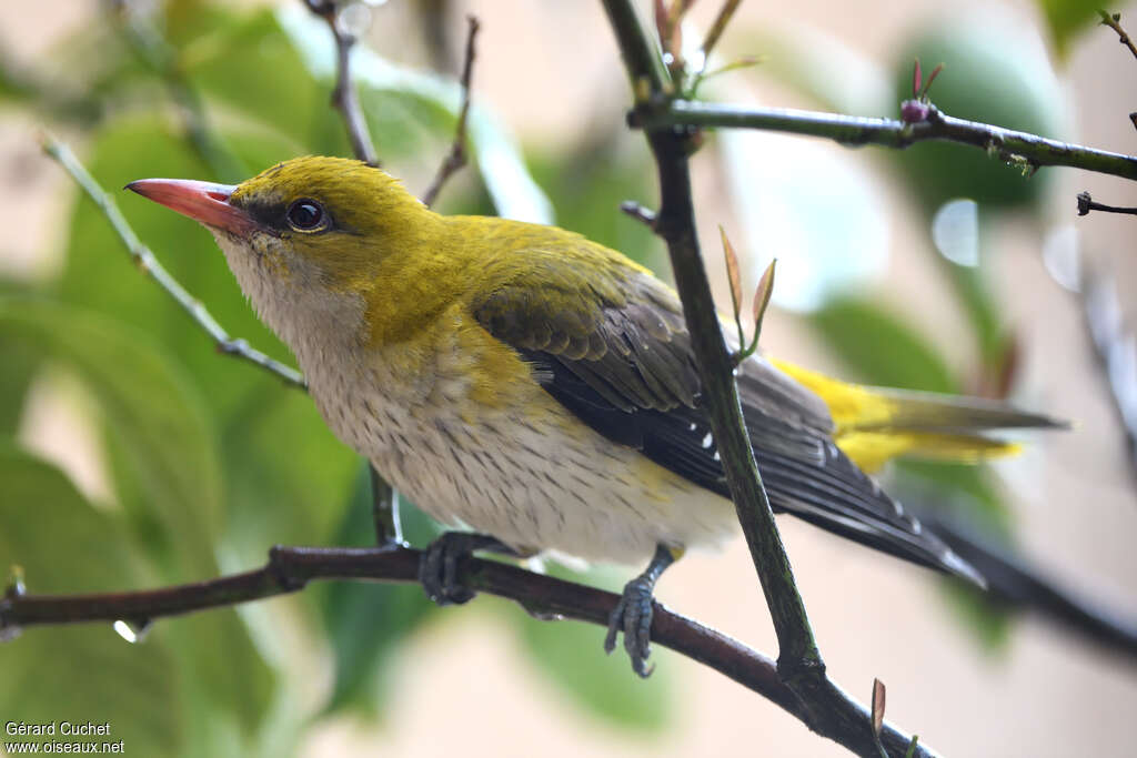 Eurasian Golden Oriolejuvenile, identification