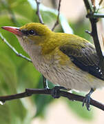 Eurasian Golden Oriole