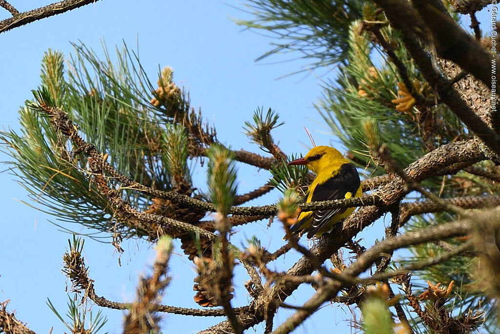 Eurasian Golden Oriole male, identification