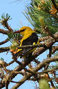 Eurasian Golden Oriole