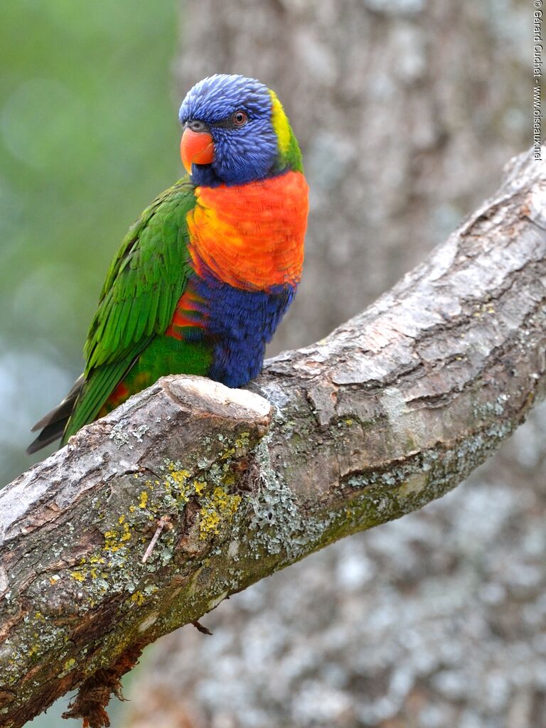 Coconut Lorikeet