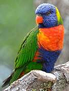 Coconut Lorikeet