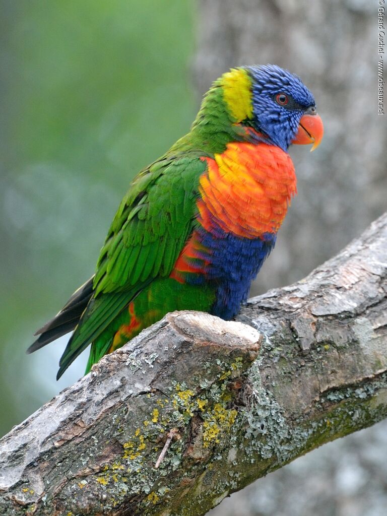 Coconut Lorikeet