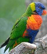 Coconut Lorikeet