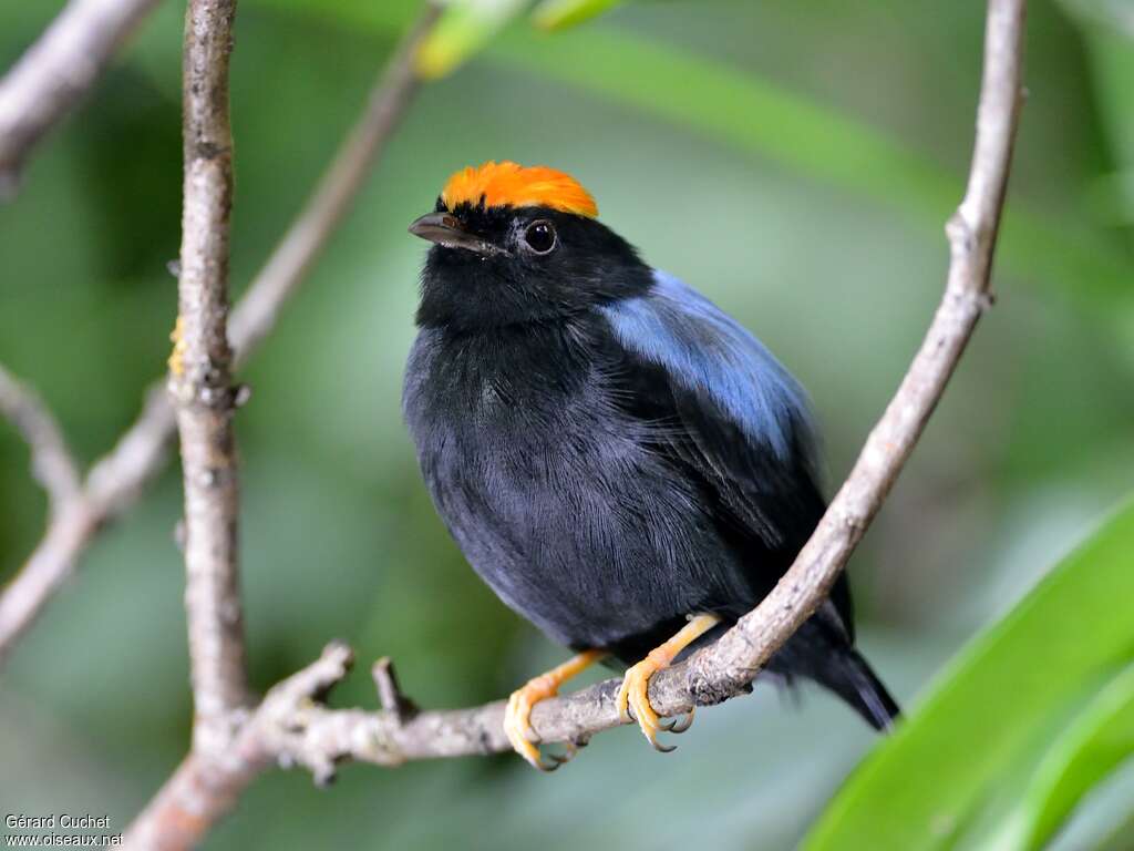 Manakin lancéolé mâle adulte, identification