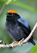 Lance-tailed Manakin