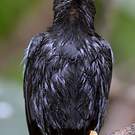 Manakin lancéolé
