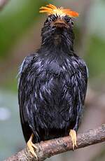 Manakin lancéolé
