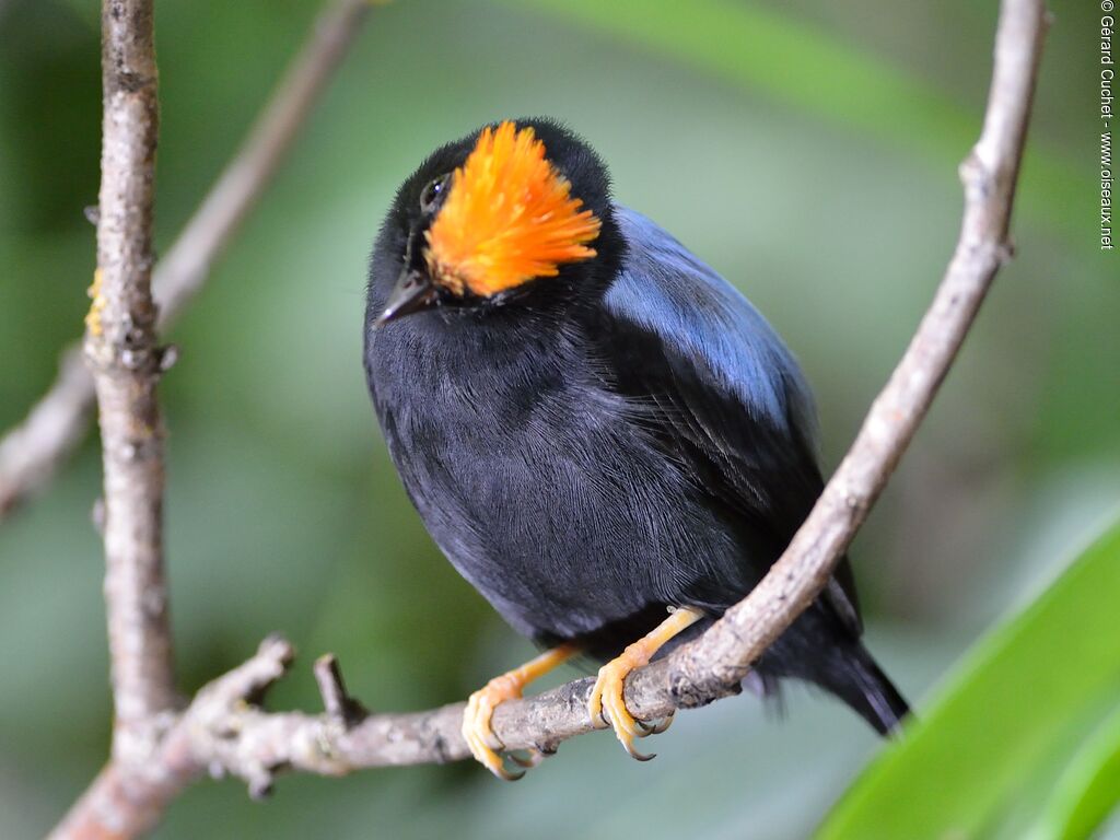 Lance-tailed Manakin