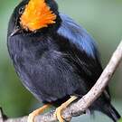 Manakin lancéolé