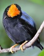 Lance-tailed Manakin