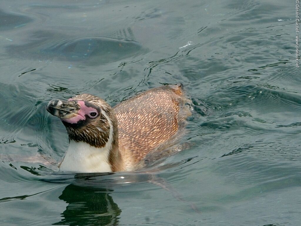 Humboldt Penguin