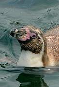 Humboldt Penguin