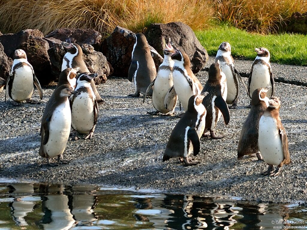 Humboldt Penguin