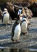 Humboldt Penguin