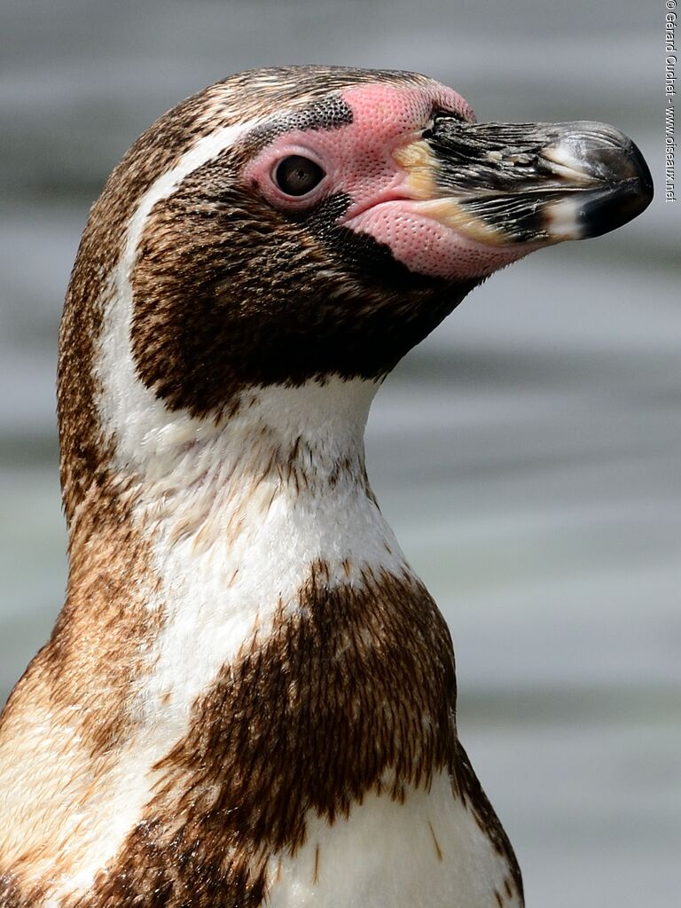 Humboldt Penguin