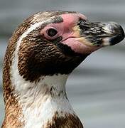 Humboldt Penguin