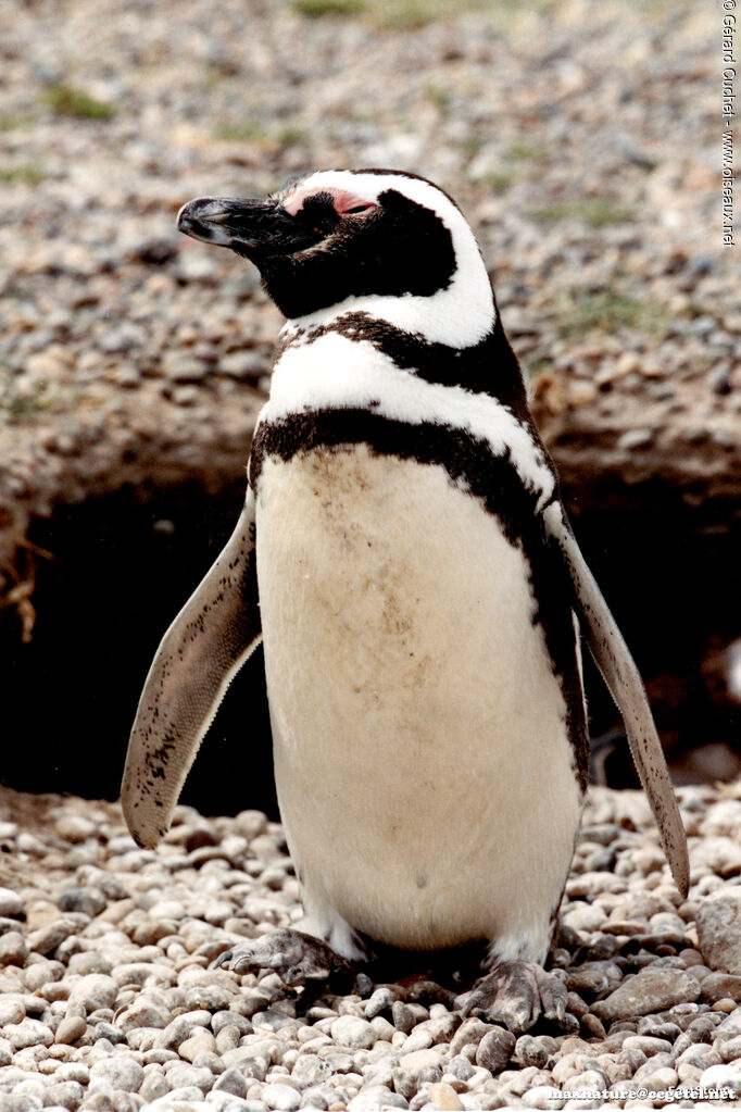 Magellanic Penguin