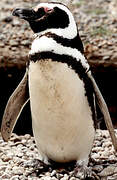 Magellanic Penguin