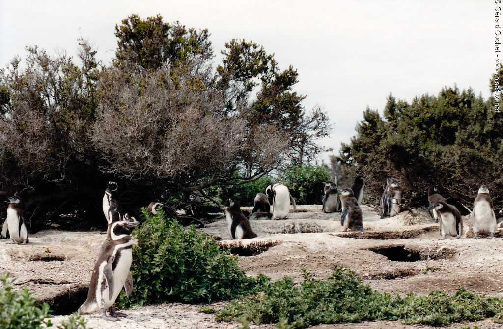 Magellanic Penguin, Reproduction-nesting