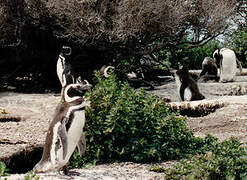 Magellanic Penguin