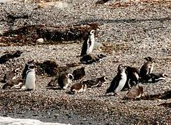 Magellanic Penguin