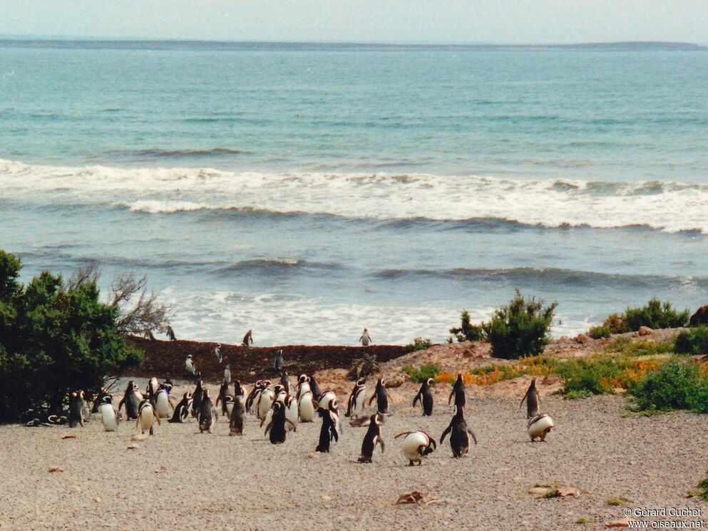 Magellanic Penguin