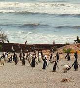 Magellanic Penguin