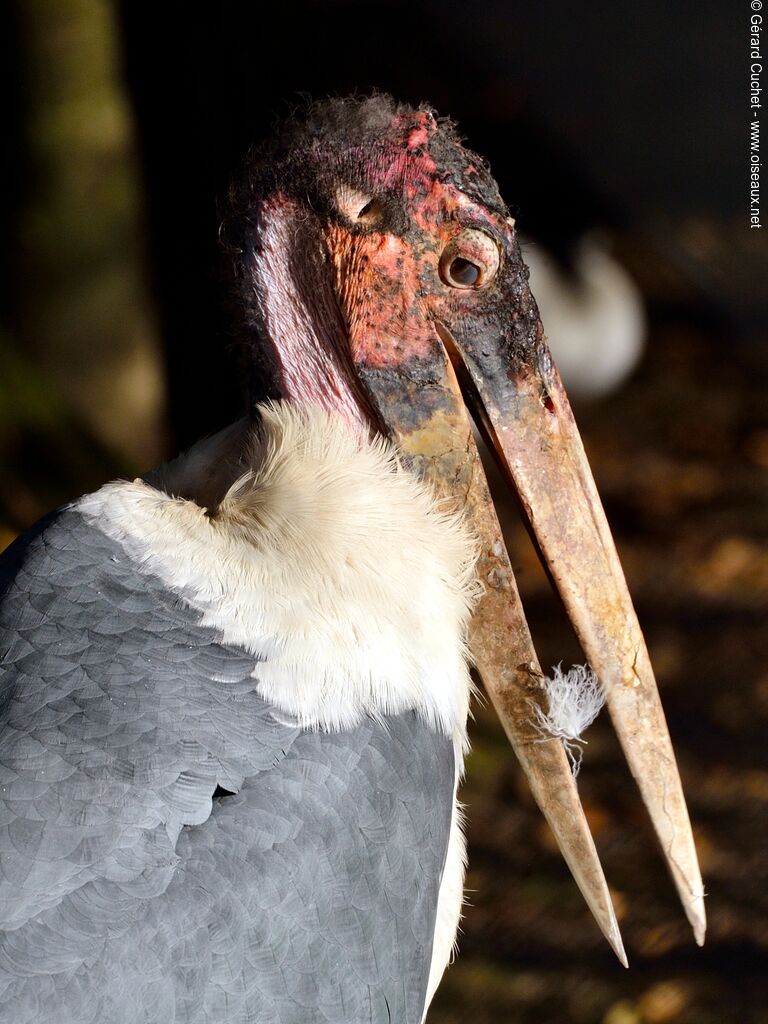 Marabou Stork