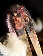 Marabou Stork