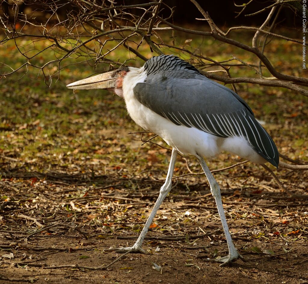 Marabou Stork