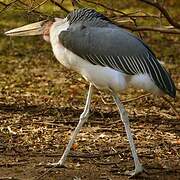 Marabou Stork