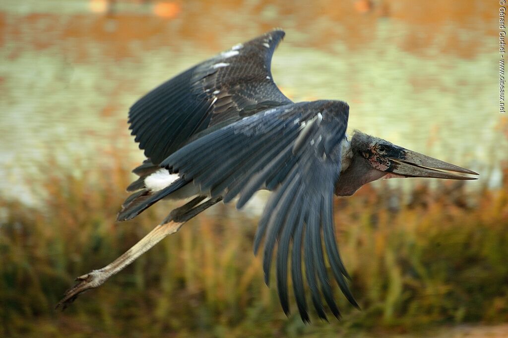 Marabou Stork