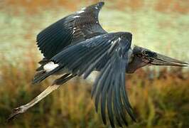 Marabou Stork