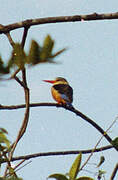 Grey-headed Kingfisher