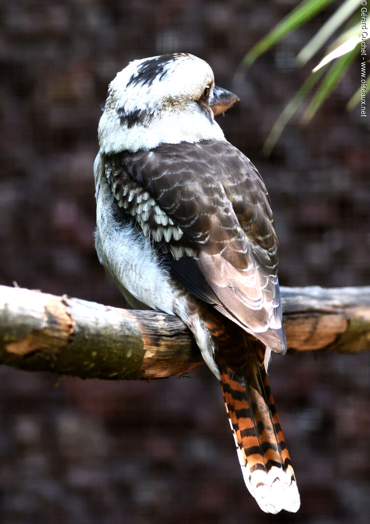 Martin-chasseur géant, composition