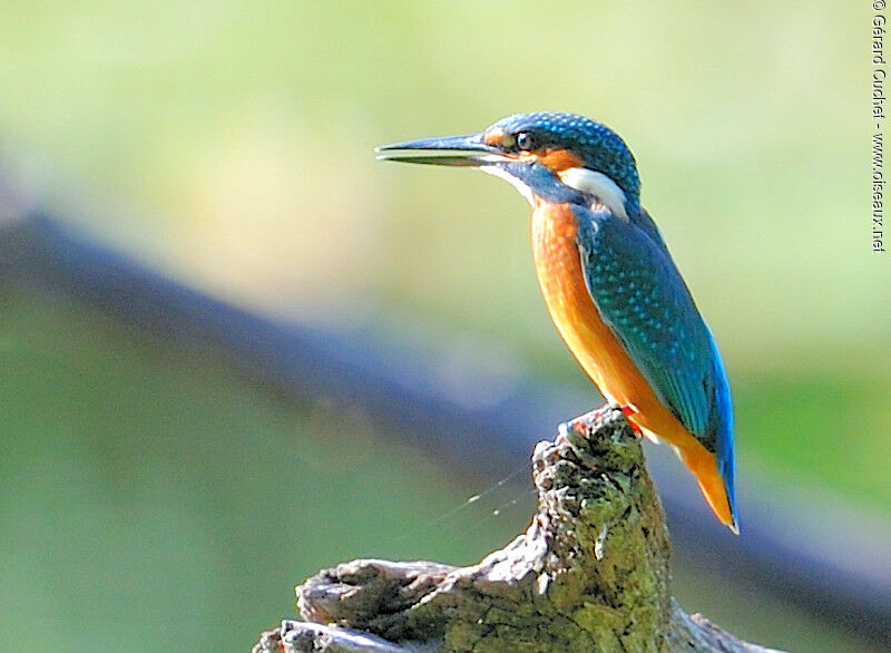 Common Kingfisher female